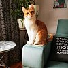 Диван BOSS.XO Monolit отзыв клиента